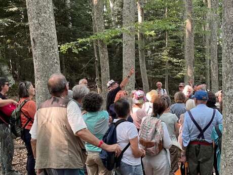 Lectures sous l'arbre