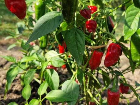 Ferme de la forêt - Piments de Bresse