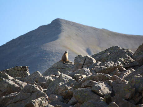 Randonnée "La vie des marmottes"