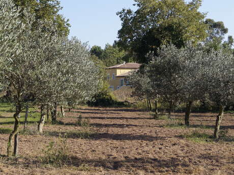 Domaine Oléicole Diouloufet