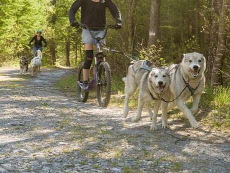 Sensations in a canine scooter