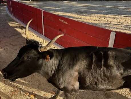 Course Camarguaise de Tau neufs
