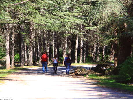 Cedar forest in the Petit Luberon