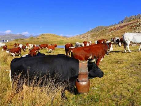Transhumance without borders