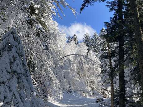 Col du Coq depuis St Hugues de Chartreuse - Itinéraire hiver