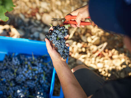 Harvester for a day - Domaine Fontaine du Clos