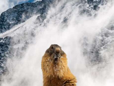 Survivre en hiver, le secret des animaux de montagne