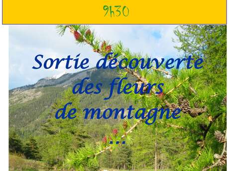 Sortie découverte des fleurs de montagne