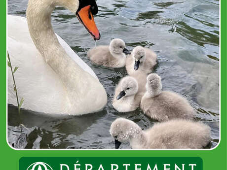 Balade découverte " Observation des oiseaux du Loup "