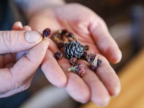 Atelier saveur des plantes de montagne