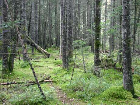 Les Oiseaux des Seiglières