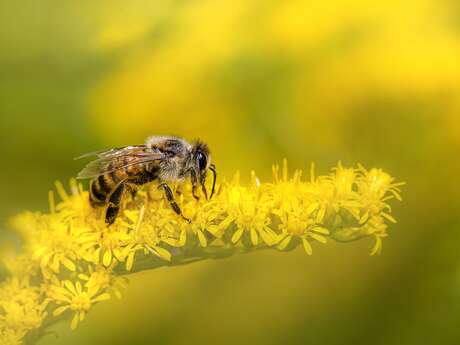 Conférence - Les abeilles, artisanes de la biodiversité