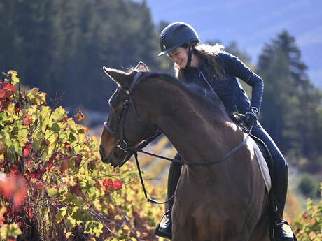 Balades à la découverte des couleurs d' automne au rythme des poneys et des chevaux