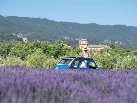 L'expérience lavande en 2cv