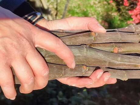 Ateliers botaniques - Initiation à la taille et bouturage de figuier