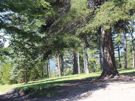 Le Parc forestier du Brusquet