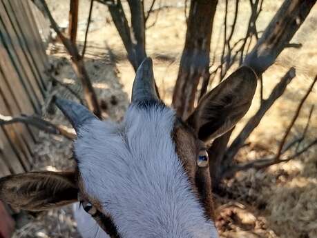 La Mini Ferme de Crots