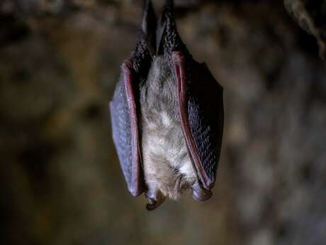 À la rencontre des chauves-souris