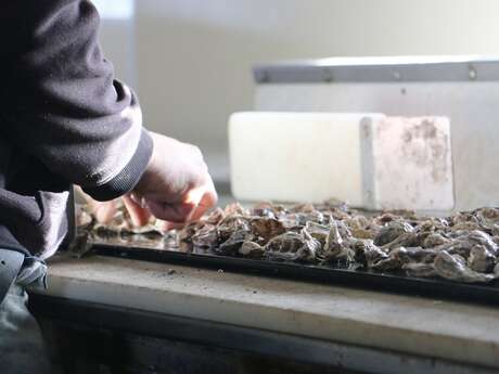 Guided tour and oyster tasting