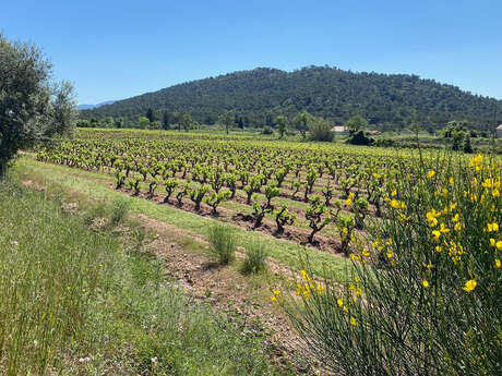 Terra Provincia - Le Cellier Saint Sidoine