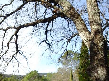 Les Ruches du Mas de Nuke