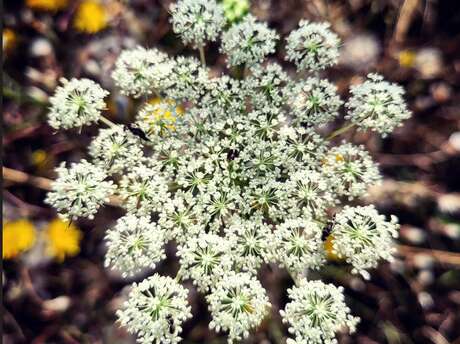 Découverte des plantes sauvages comestibles