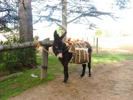 Les Oreilles du Luberon - Randonnée avec un âne
