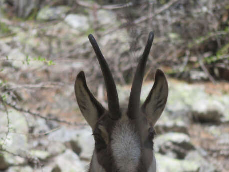 Animaux de la haut - Randô Alpes