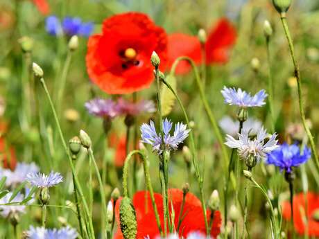 Découverte des plantes sauvages médicinales et comestibles