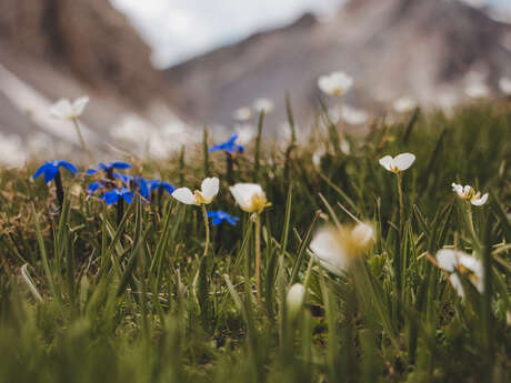 Causerie en montagne : À la découverte de la flore de l'Ubaye et des Alpes du sud