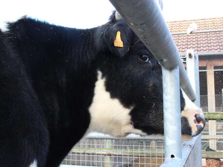 Visite de la ferme ouverte de Gally