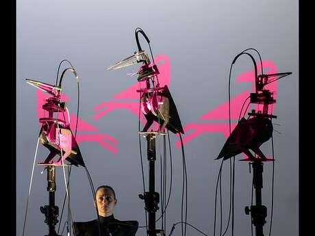 Spectacle "Corvidae"