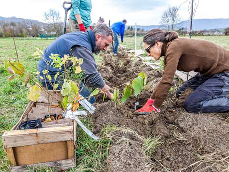 Chantier Tous Paysans : Plantation d'une haie champêtre