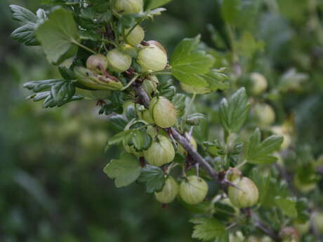 Au Millieu des fruits du Bugey