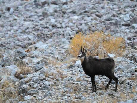 Chamois, antilopes des montagnes