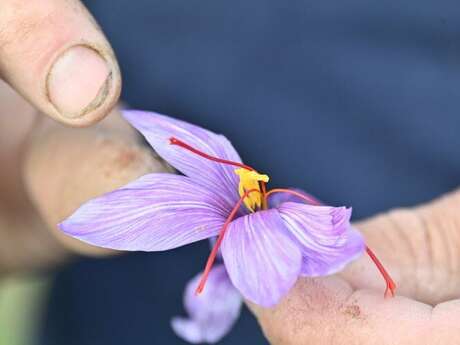 La safranière de la Borie