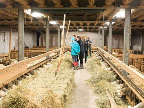 Visite à la bergerie et traite des brebis