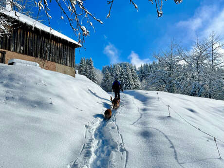 Cani rando en raquettes