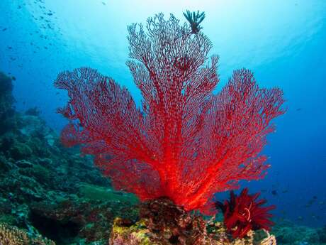 Corail Rouge, un trésor de la Méditerranée oublié - L'Homme et la Mer