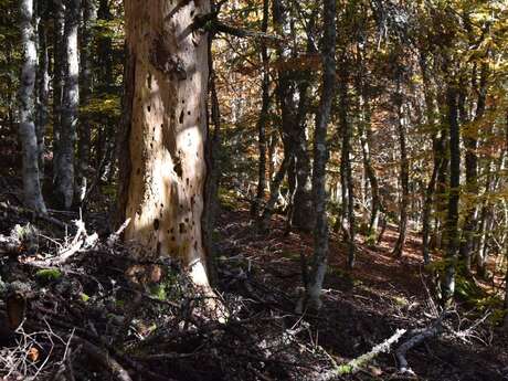 Conférence - Les vieilles forêts, des milieux rares à préserver