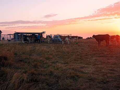 À la découverte des traites mobiles en estive