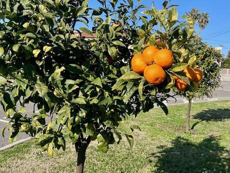 Grasse et Vallauris : Atelier chez un cirier et découverte d'un écomusée consacré à la fleur d'oranger