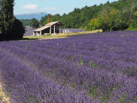 Distillerie Vallon des Lavandes