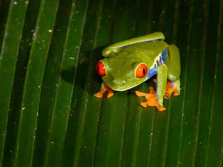 Costa Rica : paysages et animaux hors du commun