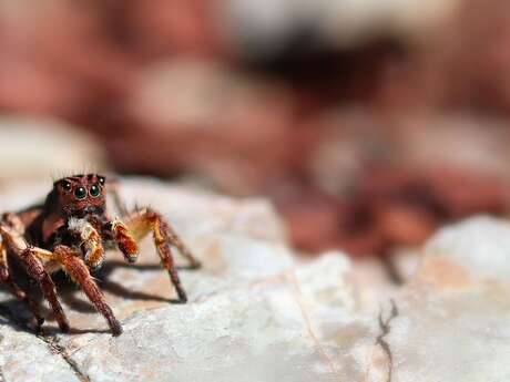 Même plus peur des araignées !