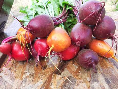 Lucie CRE Producteur fruits et Légumes culture raisonnée