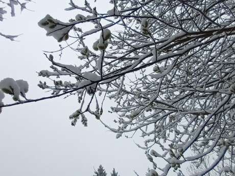 L'arbre et l'hiver