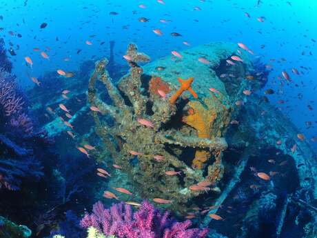 Journées Européennes de l'Archéologie : Atelier découverte - Les épaves sous-marine, une chance pour la biodiversité