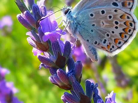 Circuit lavande, c'est le moment !