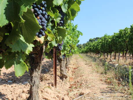 Découverte des vendanges au Clos de Caveau